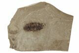 Eocene Fossil Botfly (Lithophipoderma) Larva - Utah #189445-1
